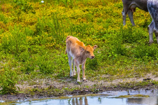 Group Cows Danube Delta — Stock Photo, Image