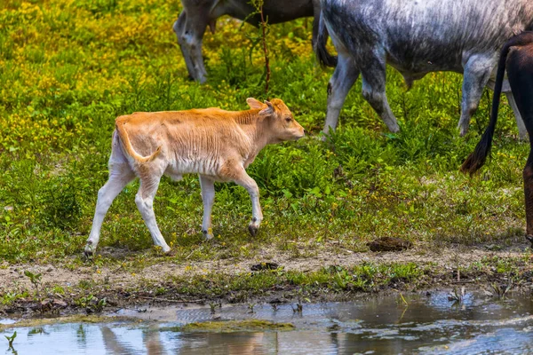 Grupo Vacas Delta Del Danubio — Foto de Stock