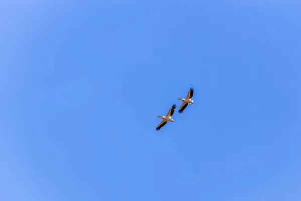 Stor Vit Pelikan Pelecanus Onocrotalus Grupp Flygning — Stockfoto