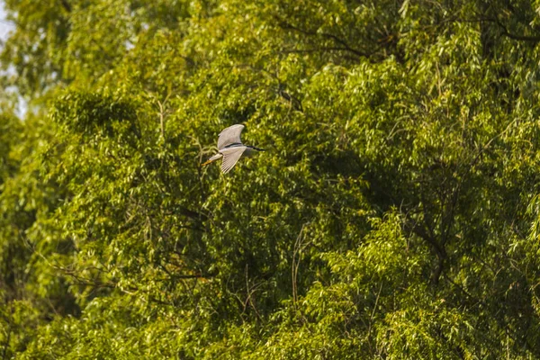 Black Crowned Night Heron Bird Danube Delta Romania — Stock Photo, Image