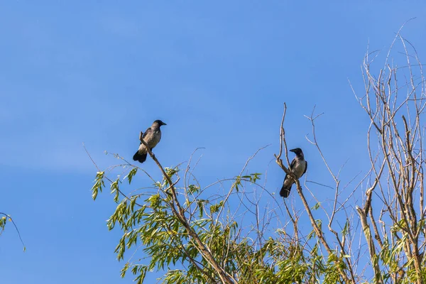 Corvo Cinzento Corvus Tristis Anteriormente Conhecido Como Corvo Rosto — Fotografia de Stock
