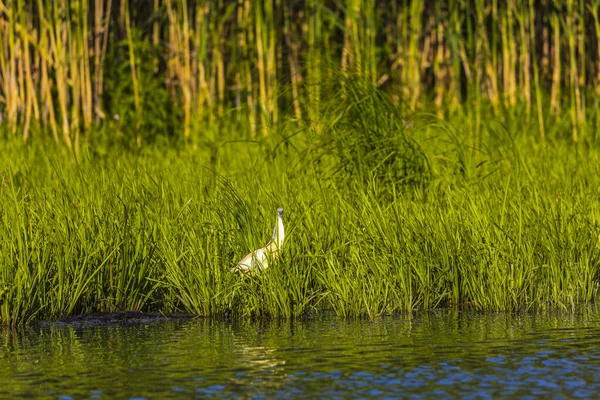 Squacco Heron Ardeola Ralloides Donaus Biosfärområde Rumänien — Stockfoto