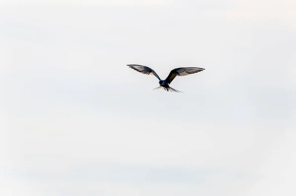 飛行中のささやき声 クリドニアス ヒブリウス — ストック写真