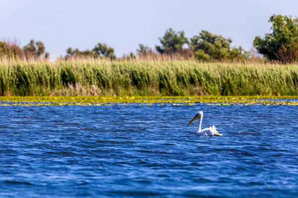 Pelicano Branco Pelecanus Erythrorhynchos Pronto Para Voar — Fotografia de Stock