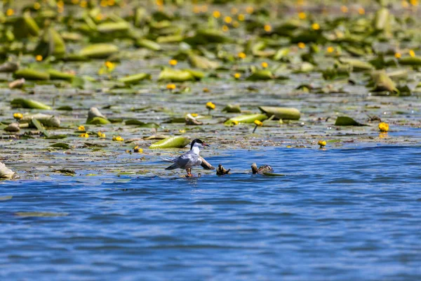 Whiskered Terns Sitting Place Nest — Stock Photo, Image