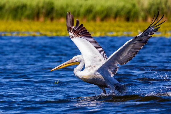 Witte Pelikaan Pelecanus Erythrorhynchos Klaar Vliegen — Stockfoto