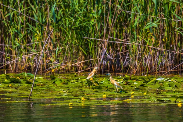 Squacco Heron Ardeola Ralloides Donaus Biosfärområde Rumänien — Stockfoto