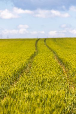 Yeşil buğday. Güneşli bir gün. Kapatın. Açık havada..