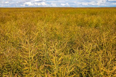 Tarım tarlası ve kolza tohumu hasat edilmeye hazır..