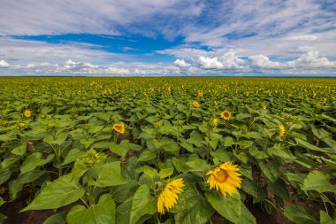 Yazın başında ayçiçeği ekili tarım arazisi.