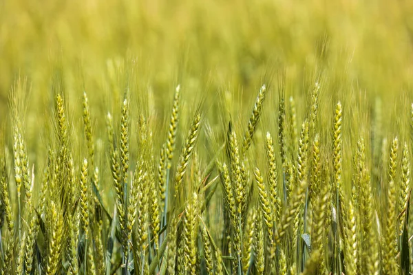 Grüner Weizen Sonniger Tag Aus Nächster Nähe Draußen — Stockfoto