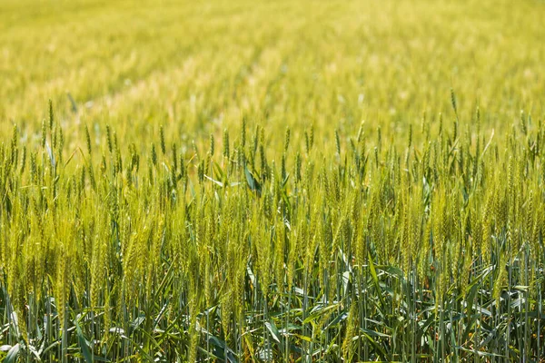 Grüner Weizen Sonniger Tag Aus Nächster Nähe Draußen — Stockfoto