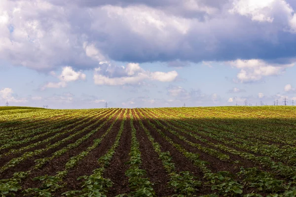 Campo Agrícola Com Uma Colheita Girassol Início Verão — Fotografia de Stock