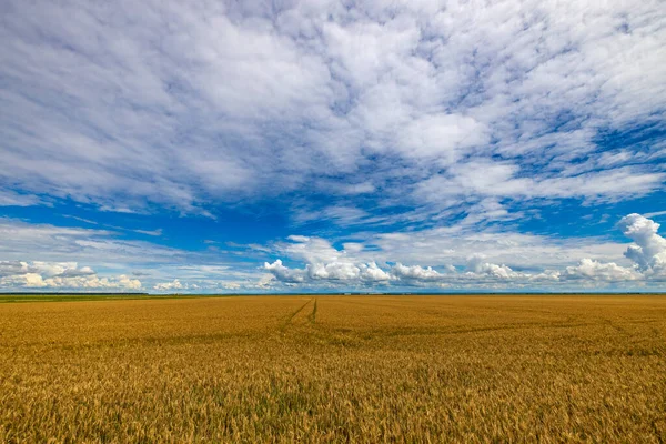 Campo Agrícola Com Trigo Maduro Pronto Para Colheita — Fotografia de Stock