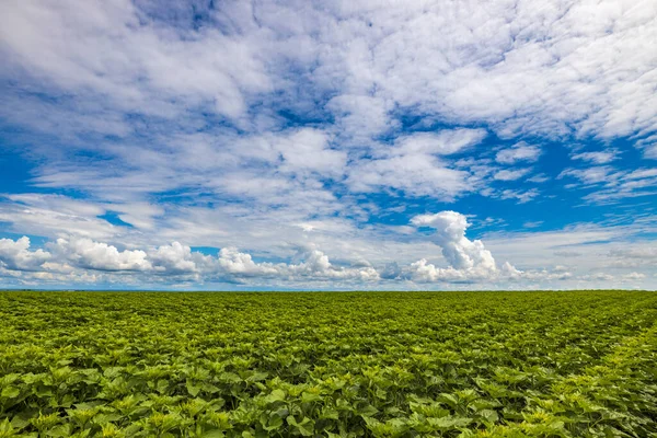 Campo Agricolo Con Raccolto Girasole All Inizio Dell Estate — Foto Stock