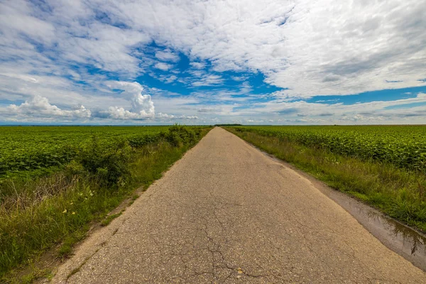 Campo Agrícola Com Uma Colheita Girassol Início Verão — Fotografia de Stock