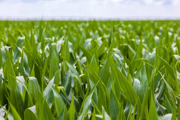 Maïs Vert Sur Champ Paysage Agricole — Photo