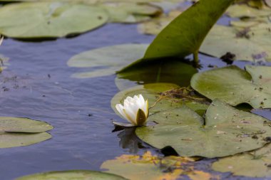 Romanya 'nın Tuna Deltası üzerinde Güzel Zambak (Nymphaea alba)