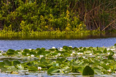 Romanya 'nın Tuna Deltası üzerinde Güzel Zambak (Nymphaea alba)
