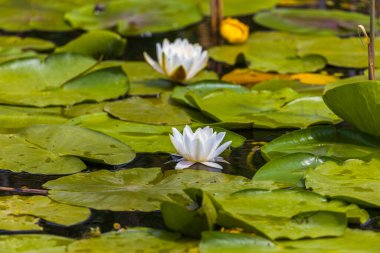 Romanya 'nın Tuna Deltası üzerinde Güzel Zambak (Nymphaea alba)