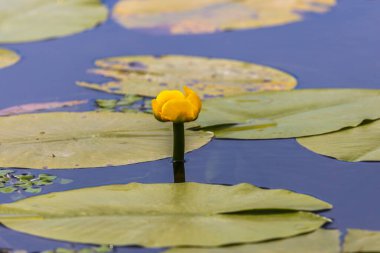 Tuna Deltası, Avrupa 'da mavi suda yüzen küçük sarı nilüfer.