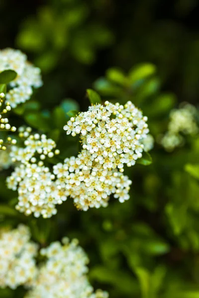 Primer Plano Arbusto Espino Con Flores Flor — Foto de Stock