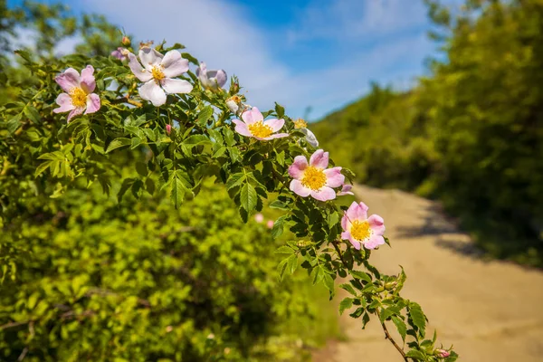 Gros Plan Buisson Bruyère Avec Des Fleurs Fleurs — Photo