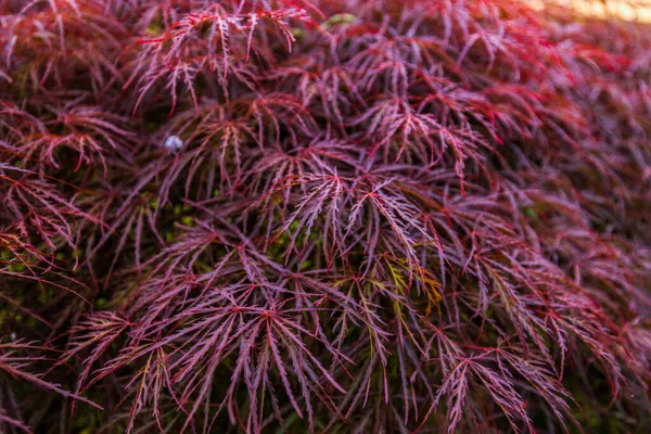 Bahçedeki Japon Akçaağaç Acer Palmatum Ağlayan Lahanasının Kırmızı Yaprakları — Stok fotoğraf