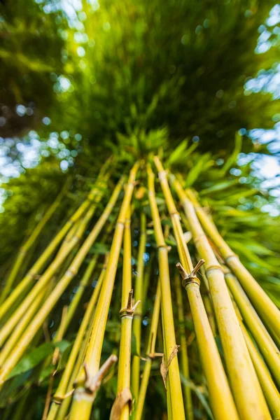 Texture Green Bamboo Hedge Bamboo Flowers Bamboo Branch Bamboo Forest — Stock Photo, Image