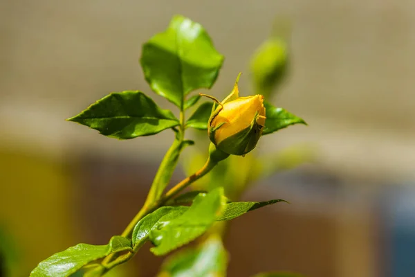 yellow rose bud affected by pests.Natural environment