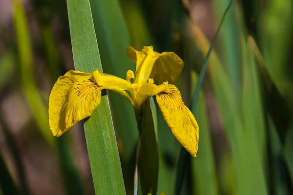 Close Delicate Wild Yellow Iris Flower Full Bloom Garden Sunny — Stock Photo, Image