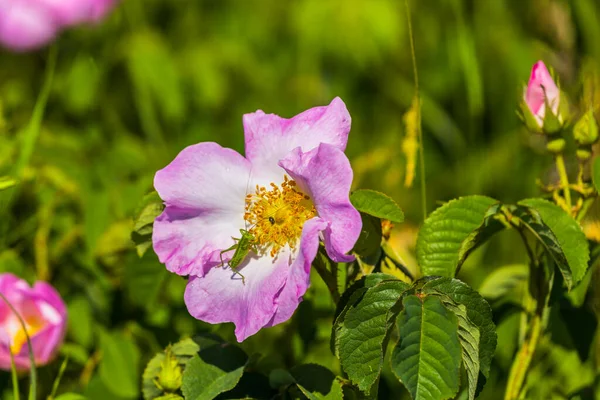 Closeup Briar Bush Flowers Bloom — Stock Photo, Image