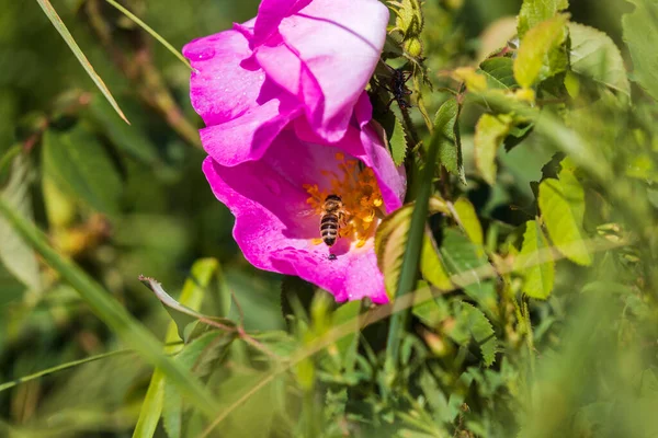 Closeup Briar Bush Flowers Bloom — Stock Photo, Image