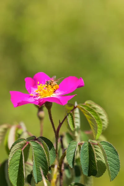 Closeup Briar Bush Flowers Bloom — Stock Photo, Image