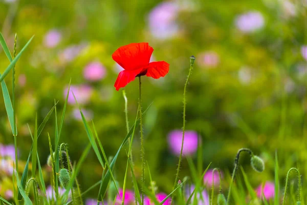 Closeup Poppy Flowers Blurred Background — Stock Photo, Image