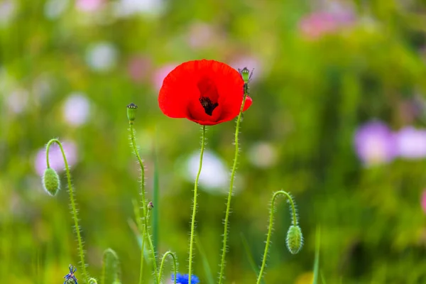 Closeup Poppy Flowers Blurred Background — Stock Photo, Image