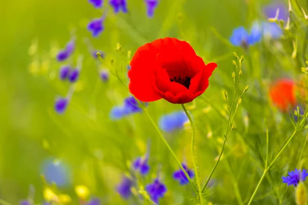 Closeup Poppy Flowers Blurred Background — Stock Photo, Image