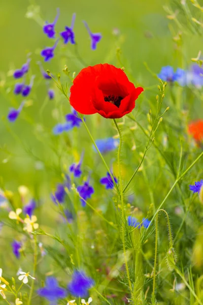 Closeup Poppy Flowers Blurred Background — Stock Photo, Image
