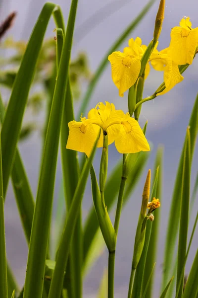 Güneşli Bir Yaz Gününde Çiçek Açmış Narin Sarı Bir Iris — Stok fotoğraf