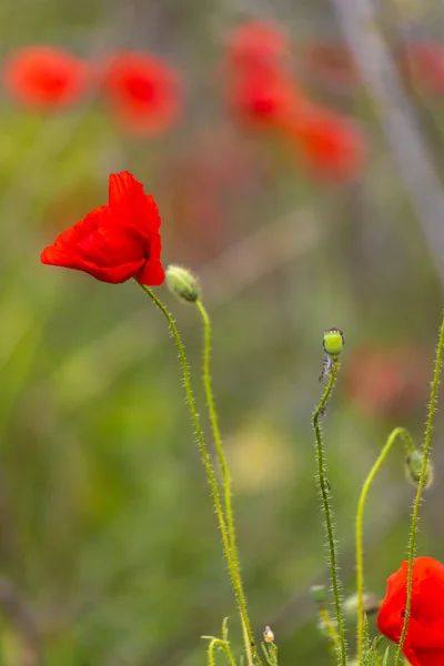 Primer Plano Las Flores Amapola Sobre Fondo Borroso — Foto de Stock