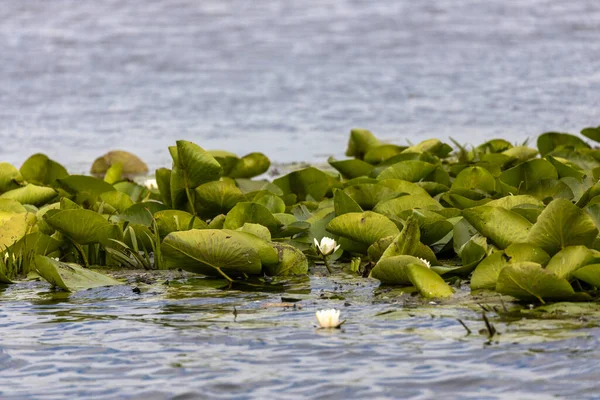 Hermosa Lirio Nymphaea Alba Delta Del Danubio Rumania — Foto de Stock