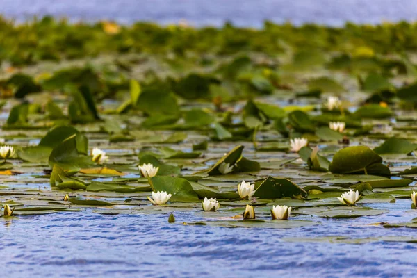 罗马尼亚多瑙河三角洲美丽的百合花 Nyπea Alba — 图库照片