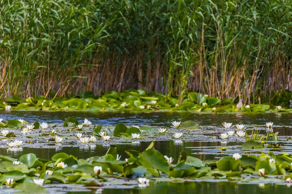 Lírio Bonito Nymphaea Alba Delta Danúbio Roménia — Fotografia de Stock