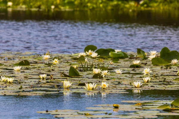 Hermosa Lirio Nymphaea Alba Delta Del Danubio Rumania — Foto de Stock