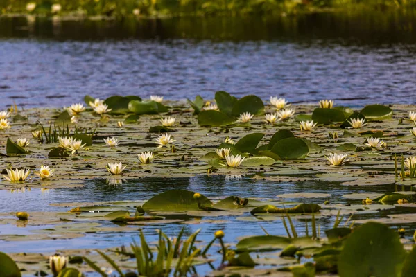 罗马尼亚多瑙河三角洲美丽的百合花 Nyπea Alba — 图库照片