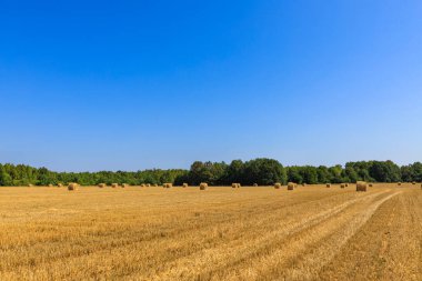 Tarımsal hasat konsepti olarak saman yığınlarının sahada yuvarlanması