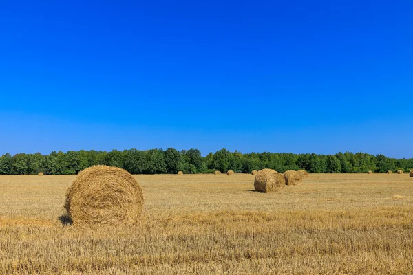 収穫の概念としての畑の干し草の山のロール — ストック写真