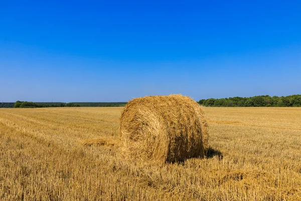 Rouleaux Foin Sur Terrain Comme Concept Récolte Agricole — Photo