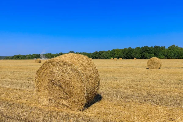 Rouleaux Foin Sur Terrain Comme Concept Récolte Agricole — Photo