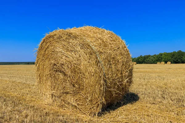 Rolls Haystacks Field Agriculture Harvest Concept — Stock Photo, Image
